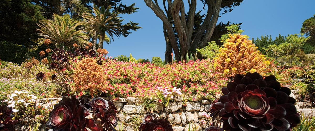 Tresco Abbey Gardens on the Isles of Scilly